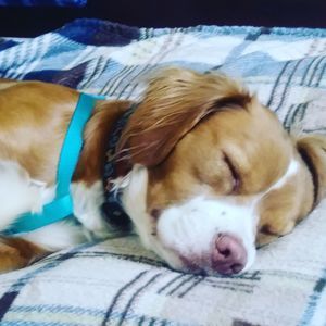 Meet your Posher, Holly